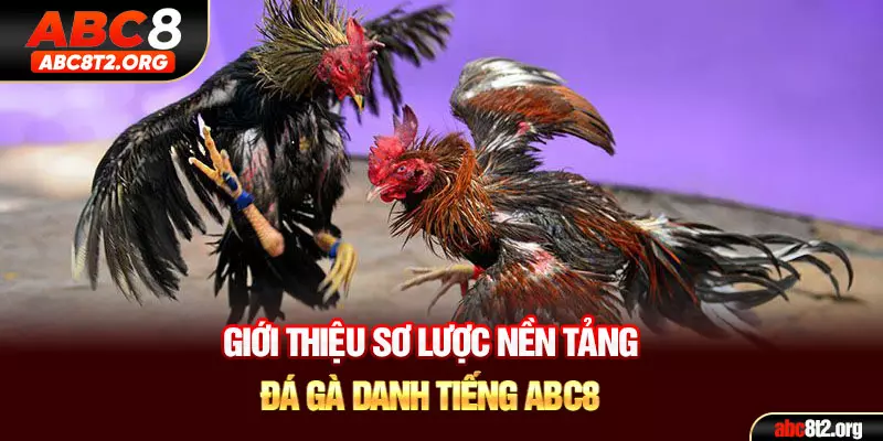 Giới thiệu sơ lược về nền tảng đá gà danh tiếng của ABC8